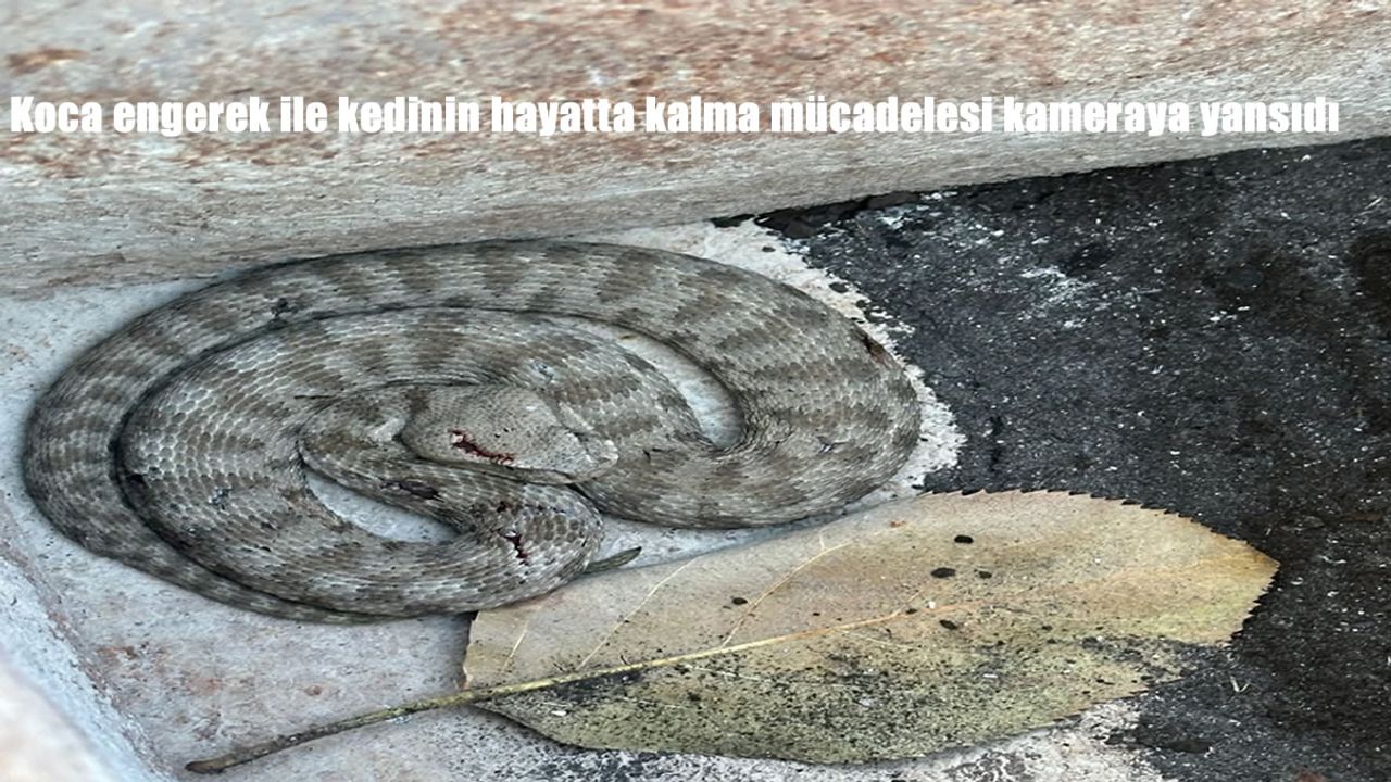 Koca engerek ile kedinin hayatta kalma mücadelesi kameraya yansıdı
