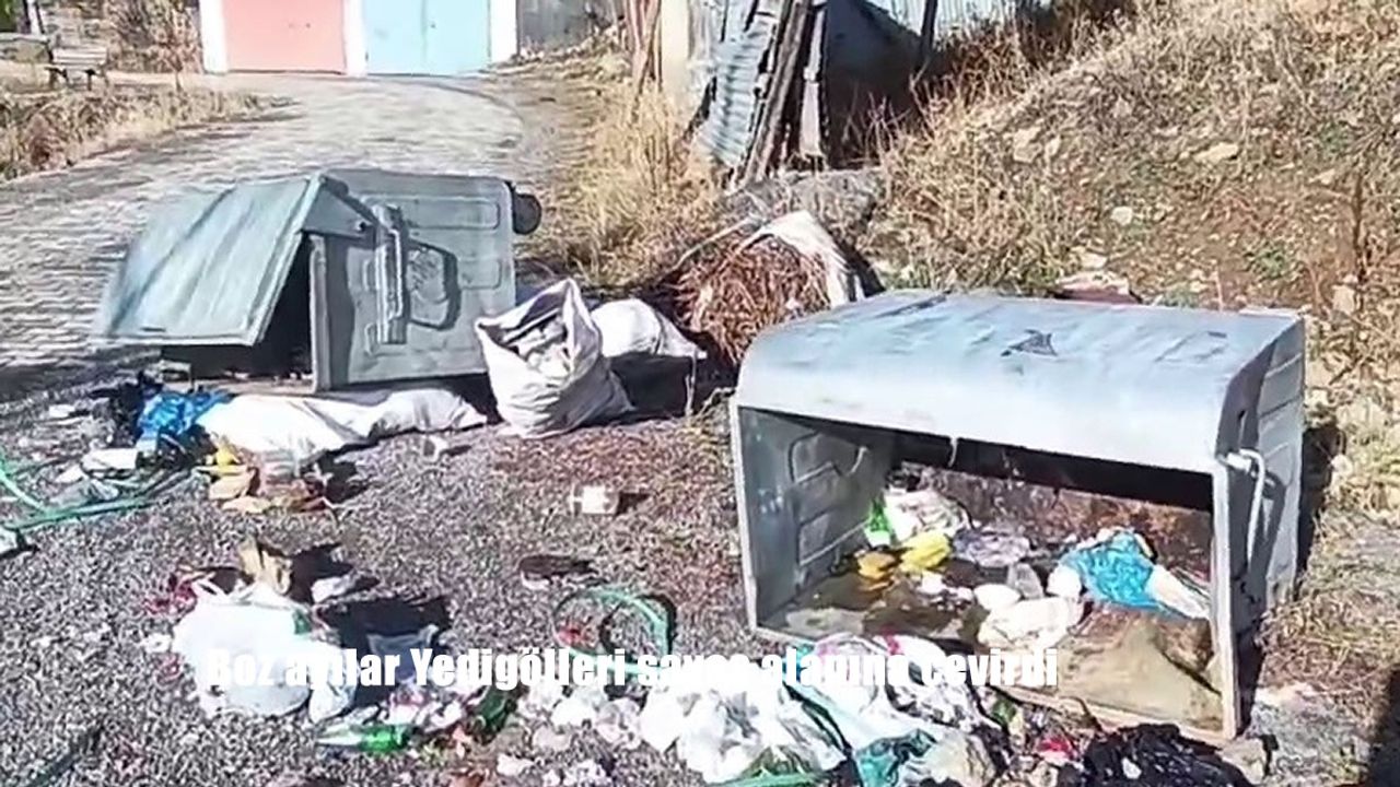 Boz ayılar Yedigölleri savaş alanına çevirdi