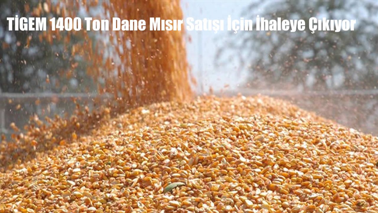 TİGEM 1400 Ton Dane Mısır Satışı İçin İhaleye Çıkıyor