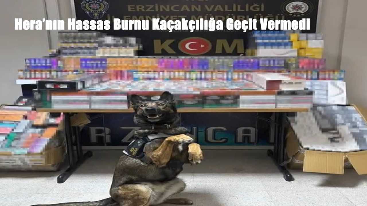Erzincan’da Dedektör Köpeği Hera, 11 Bin 600 Kaçak Ürünü Ele Geçirdi