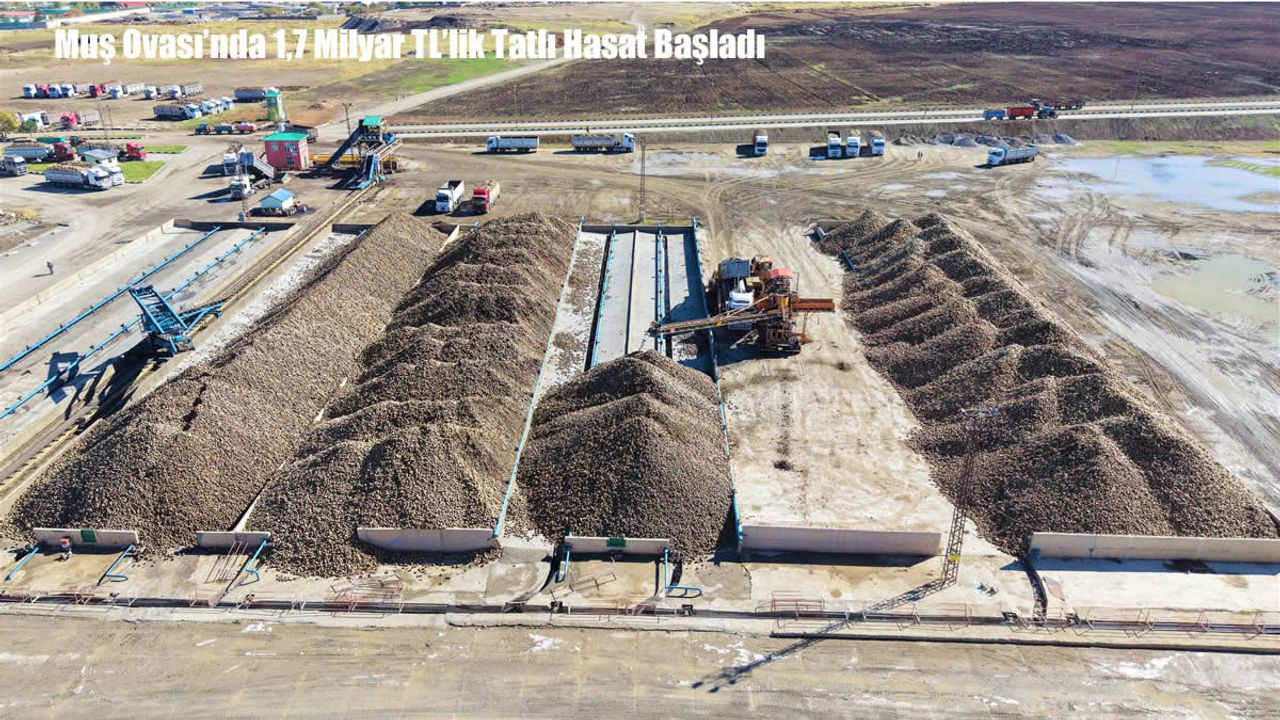 Muş Ovası’nda 1,7 Milyar TL’lik Tatlı Hasat Başladı