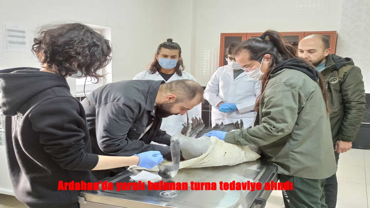 Duyarlı Vatandaşın Müdahalesiyle Turna Kuşu Kurtarıldı