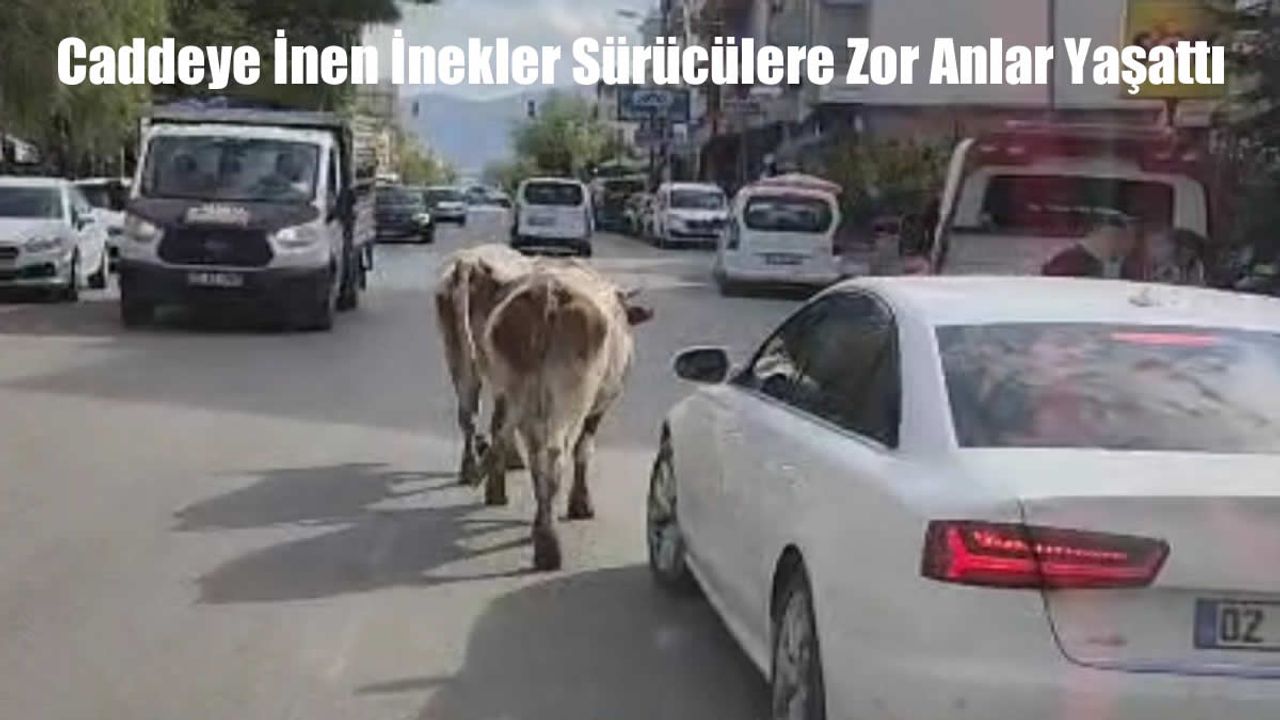 Elazığ Karakoçan’da Caddelere Çıkan İnekler Trafikte Korku Dolu Anlar Yaşattı