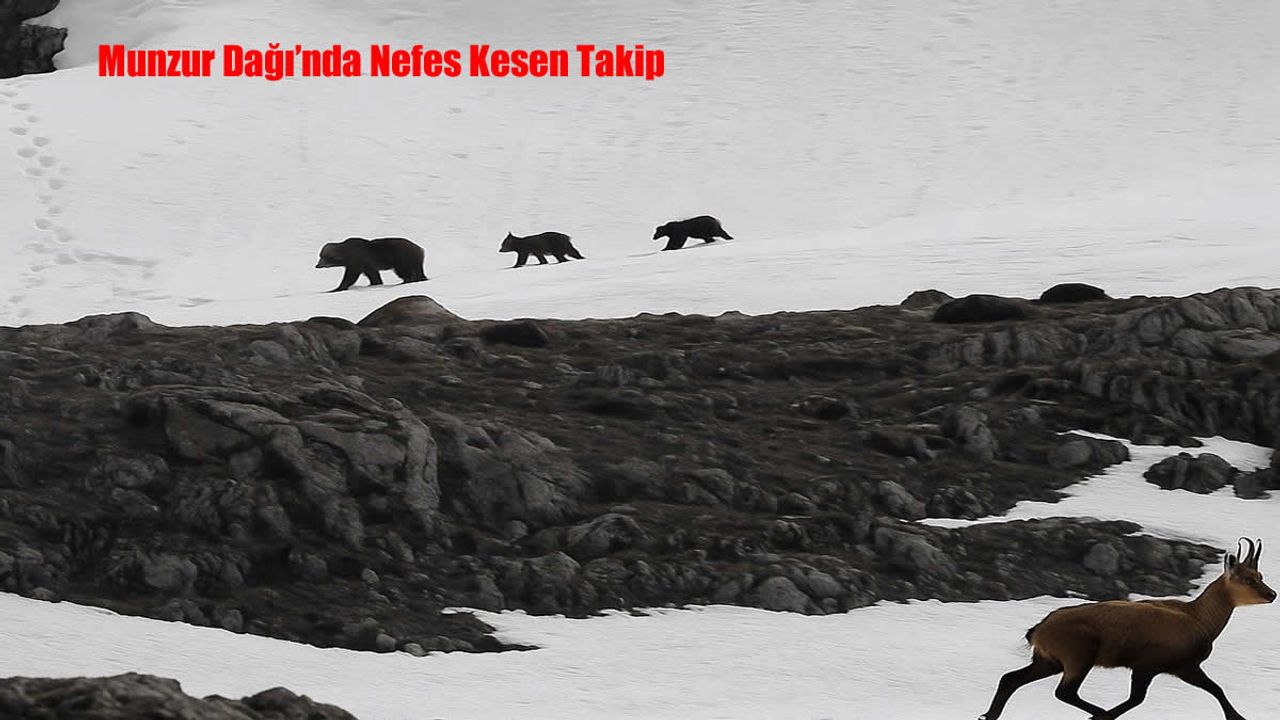 Munzur Dağı’nda Nefes Kesen Takip: Boz Ayıdan Kaçan Dağ Keçileri Kamerada