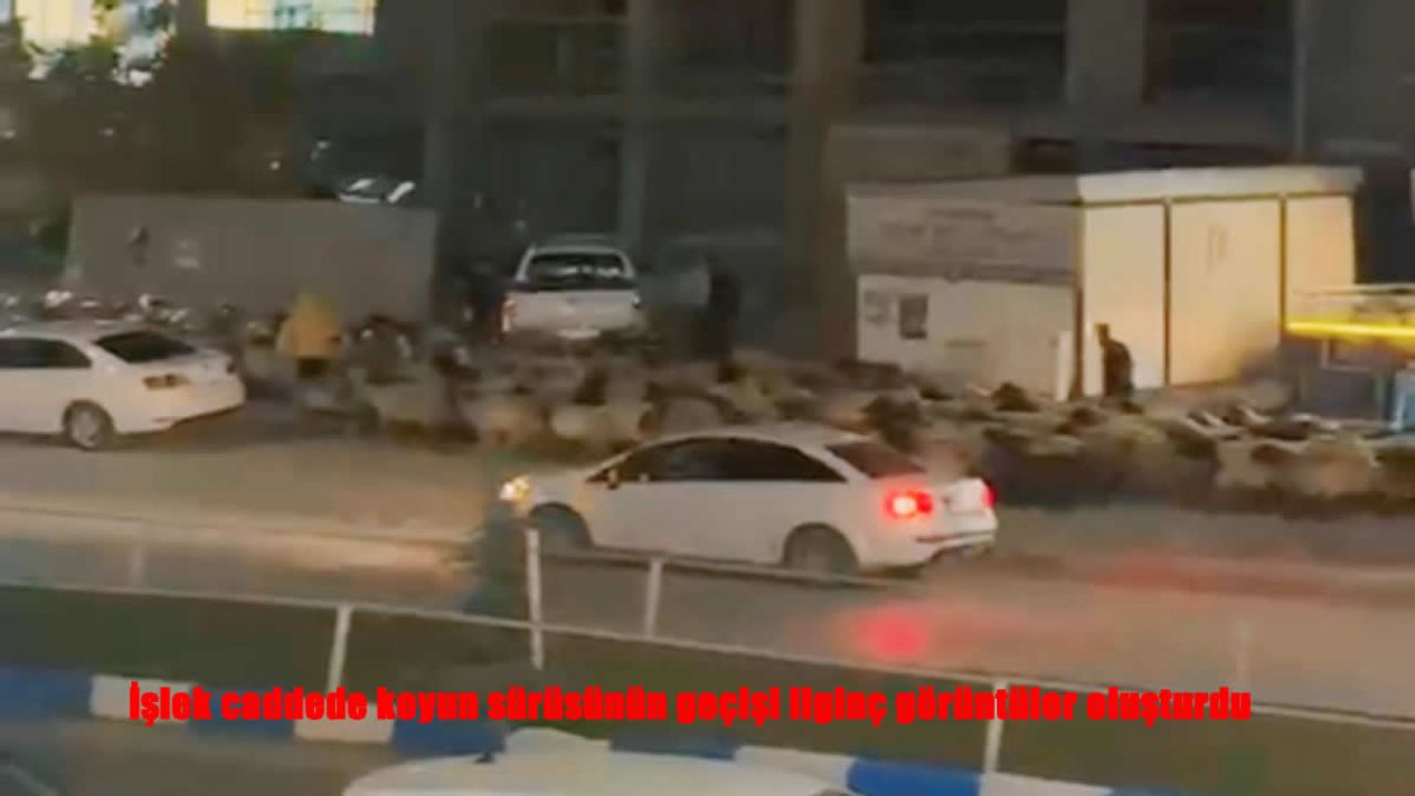 Hakkari’de İşlek Caddede Koyun Sürüsü Trafikle Buluştu: İlginç Görüntüler Ortaya Çıktı