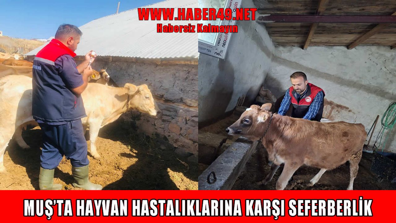 Muş’ta şap hastalığına karşı aşı çalışmaları aralıksız devam ediyor