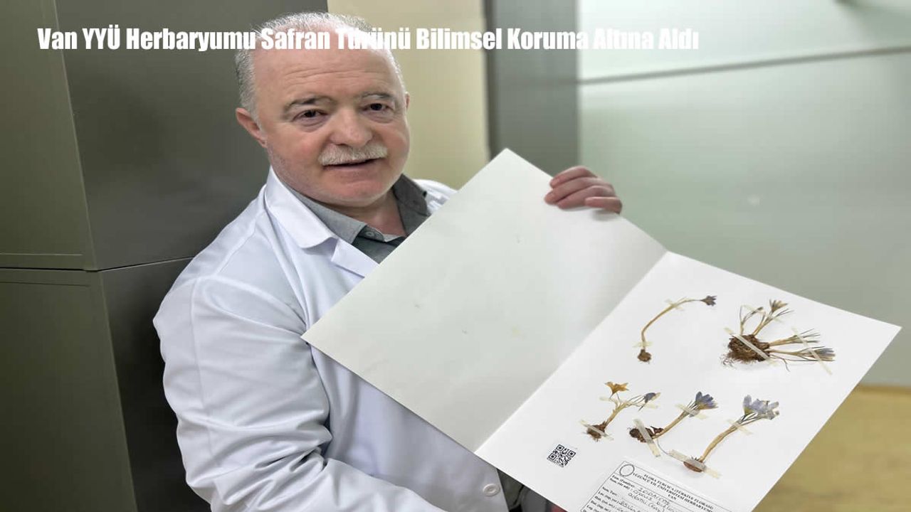 Van YYÜ Herbaryumu Safran Türünü Bilimsel Koruma Altına Aldı