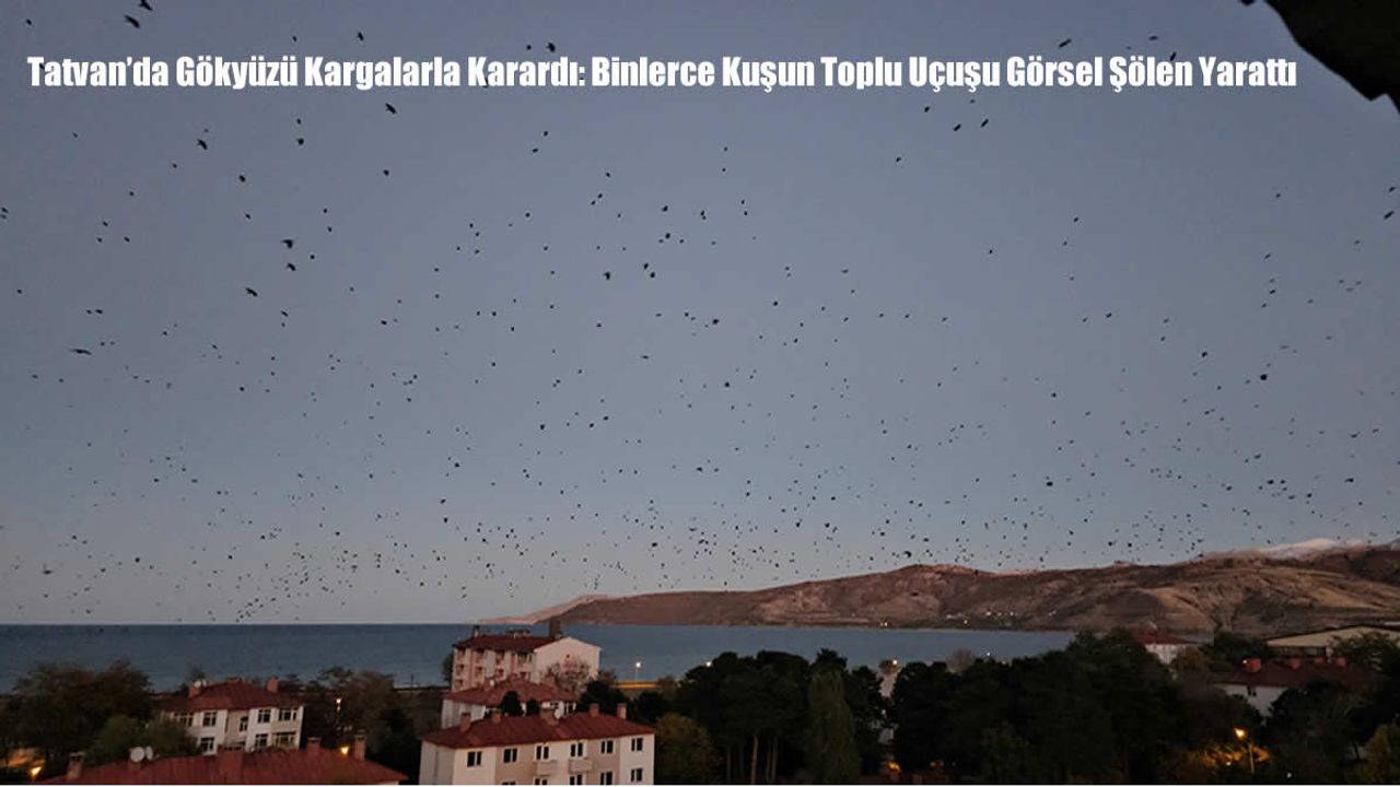 Tatvan’da Gökyüzü Kargalarla Karardı: Binlerce Kuşun Toplu Uçuşu Görsel Şölen Yarattı