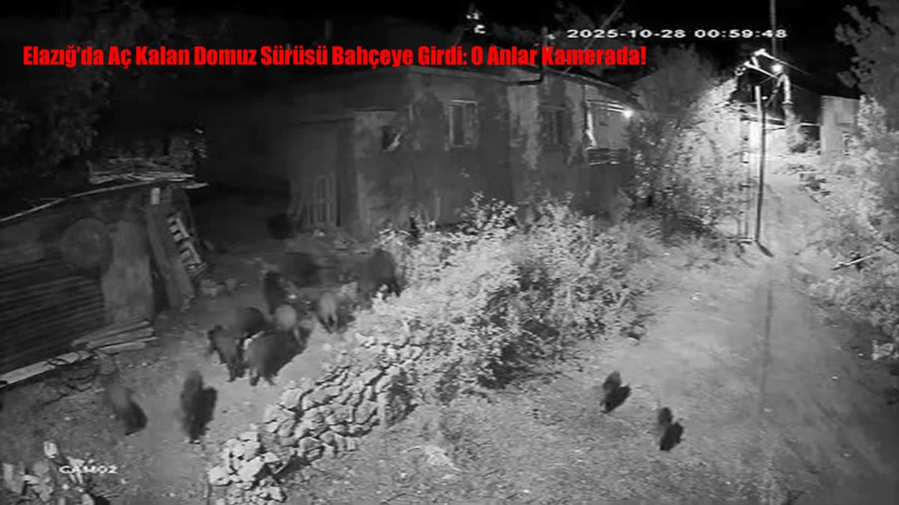 Elazığ’da Aç Kalan Domuz Sürüsü Bahçeye Girdi: O Anlar Kamerada!