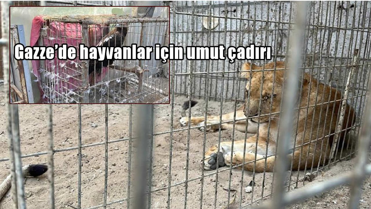 Gazze’de hayvanlar için umut çadırı: Savaşın ortasında bir adam ve kalan canlar