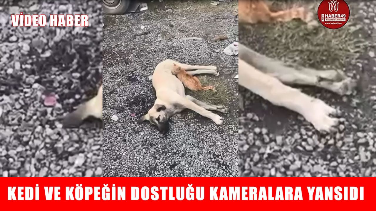 Muş’ta kedi ve köpeğin dostluğu kameralara yansıdı