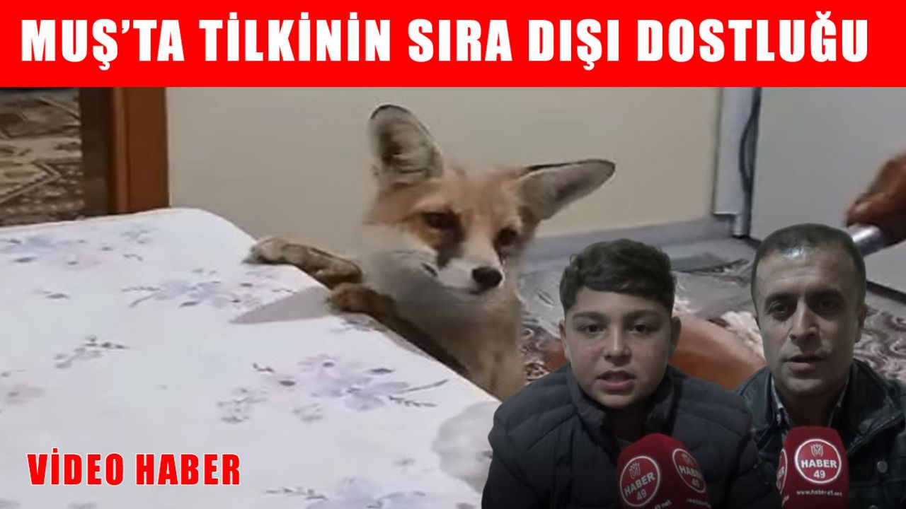 Muş’ta sıra dışı dostluk: Tilki her akşam aynı eve gidiyor