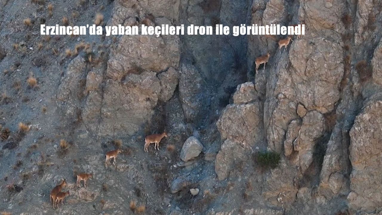 Erzincan’da yaban keçileri dron ile görüntülendi