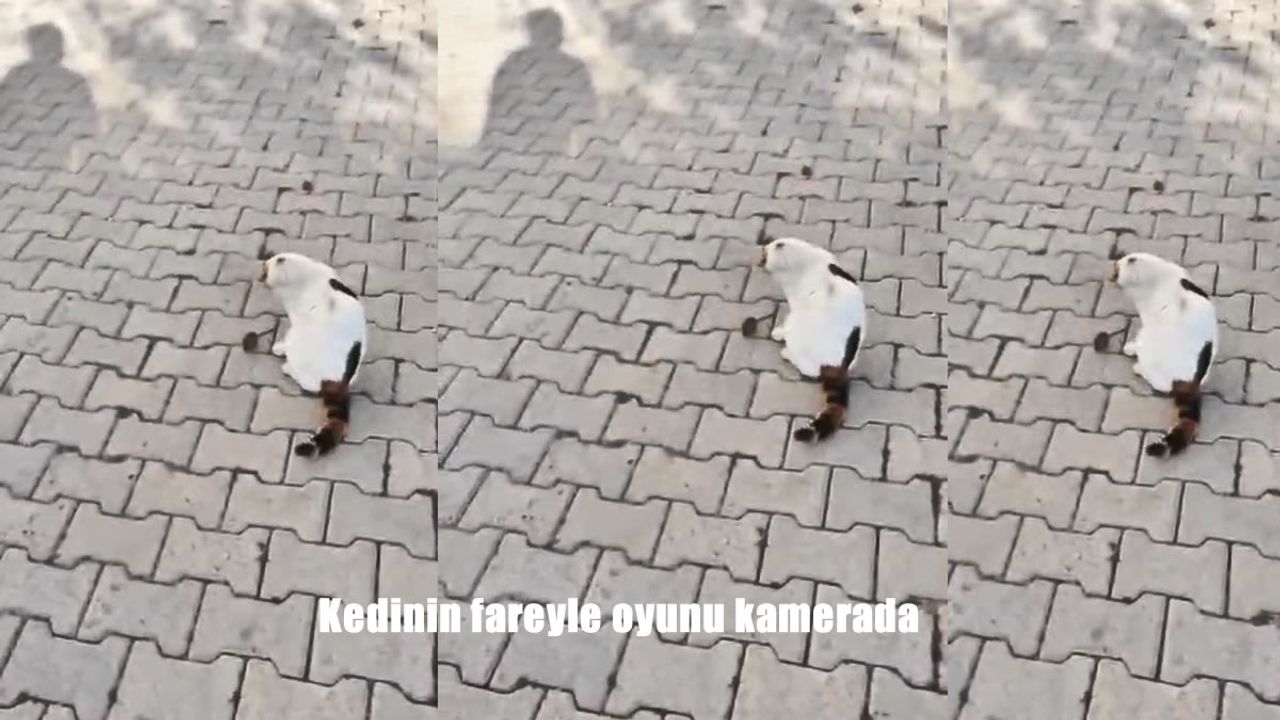 Kedinin fareyle oyunu kamerada