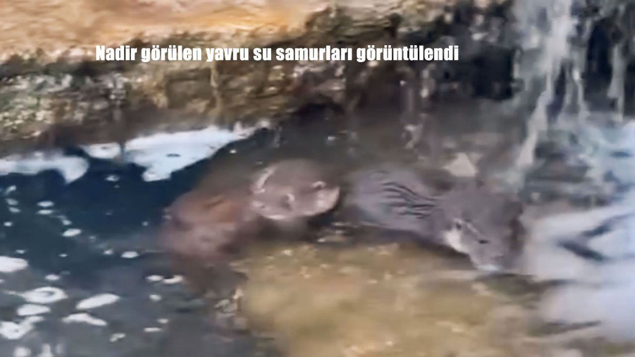 Nadir görülen yavru su samurları görüntülendi