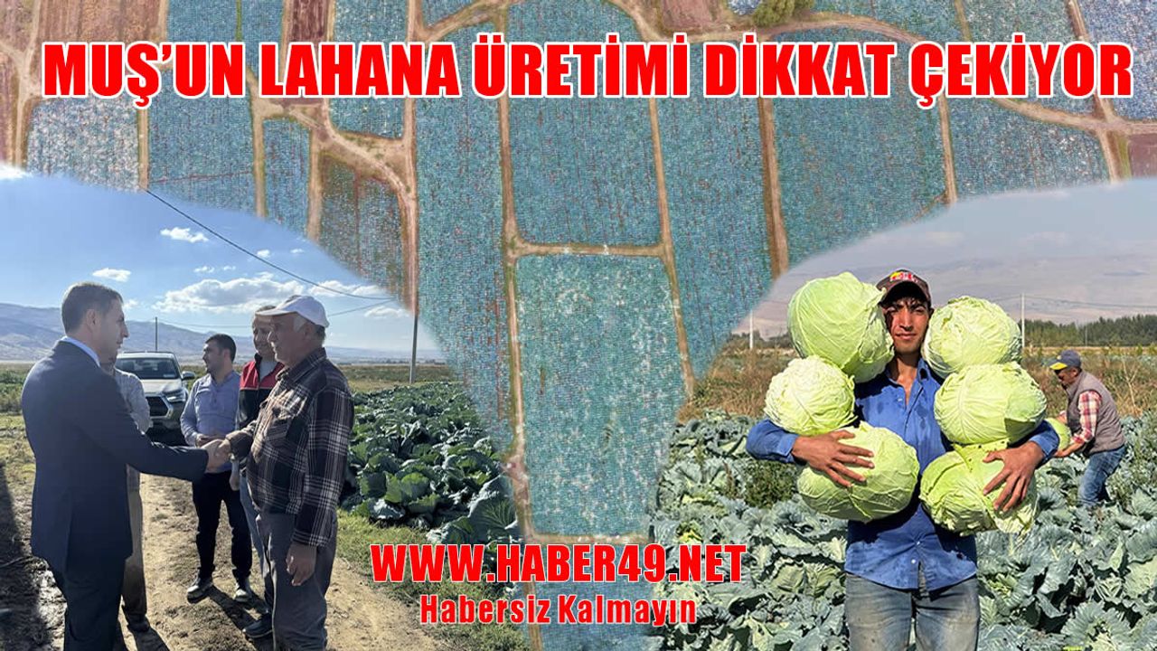 Muş’ta lahana hasadı sürüyor: İl Tarım Müdürü Gönç üreticilerle buluştu