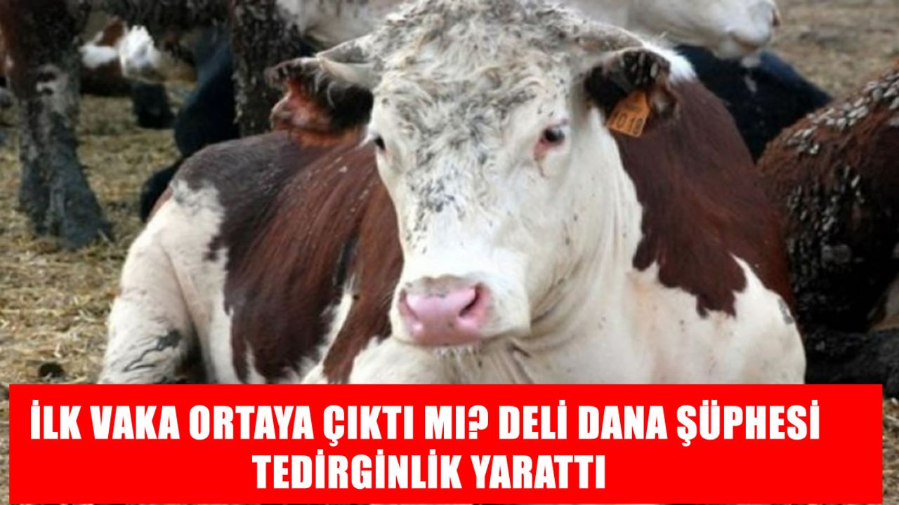 Beyni süngere çeviren hastalık Türkiye’yi alarma geçirdi: Bolu’da ‘deli dana’ şüphesi