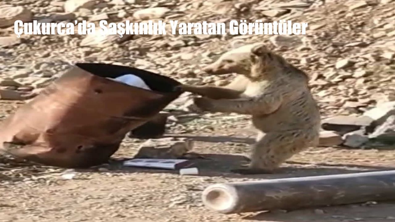 Çukurca’da Yiyecek Arayan Ayı Şantiyede Kameraya Yansıdı