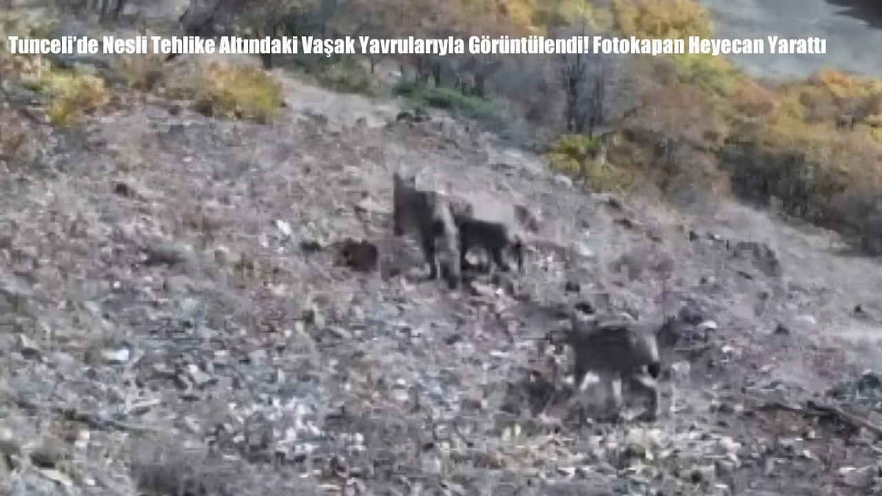 Tunceli’de Nesli Tehlike Altındaki Vaşak Yavrularıyla Görüntülendi! Fotokapan Heyecan Yarattı