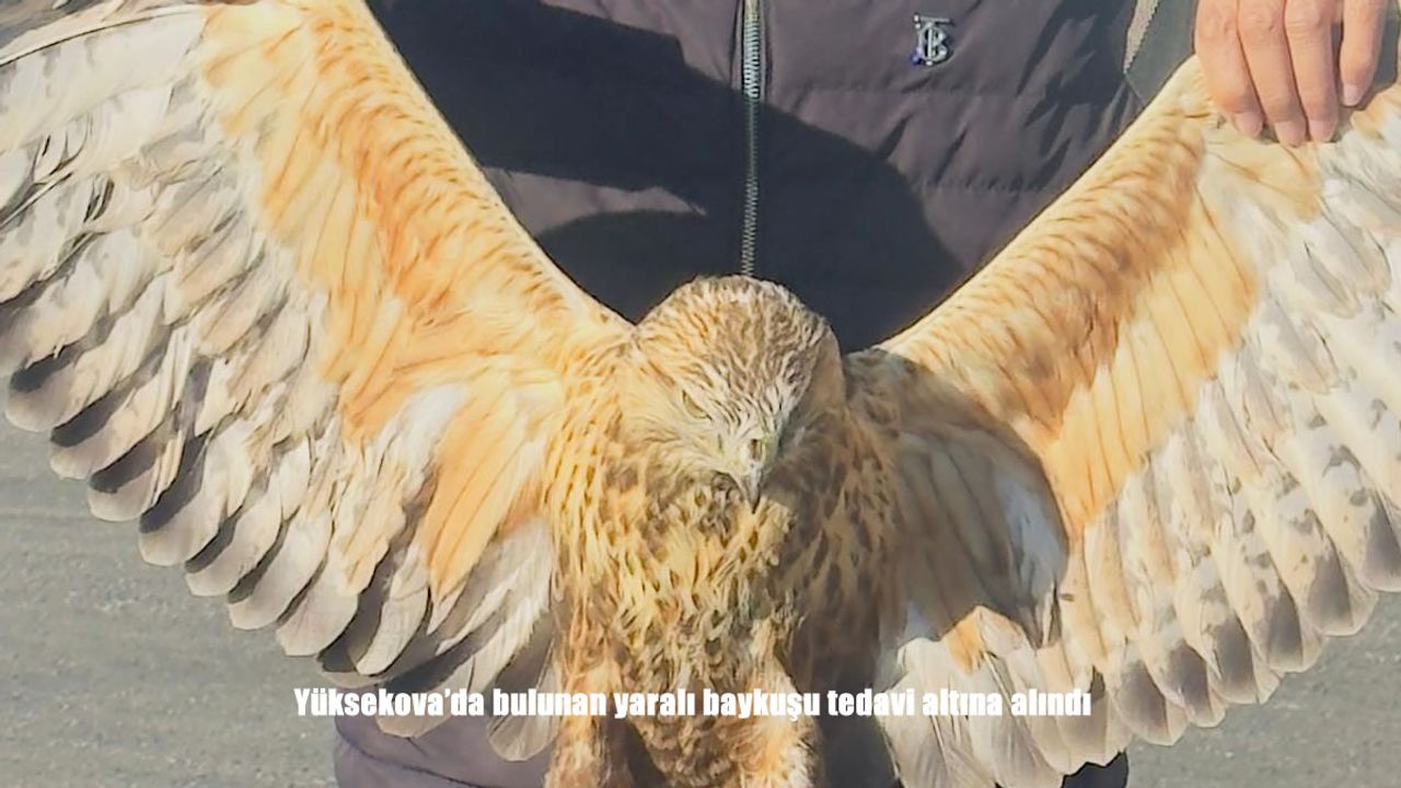 Yüksekova'da bulunan yaralı baykuşu tedavi altına alındı