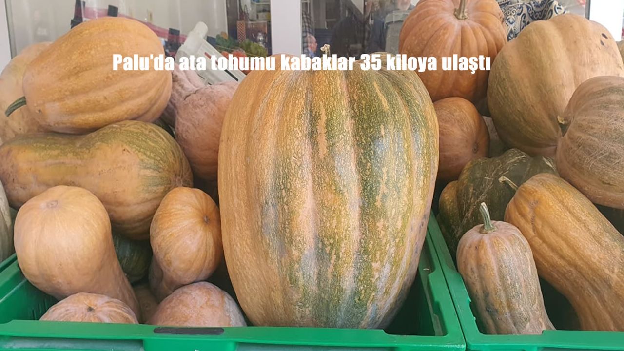 Palu'da ata tohumu kabaklar 35 kiloya ulaştı