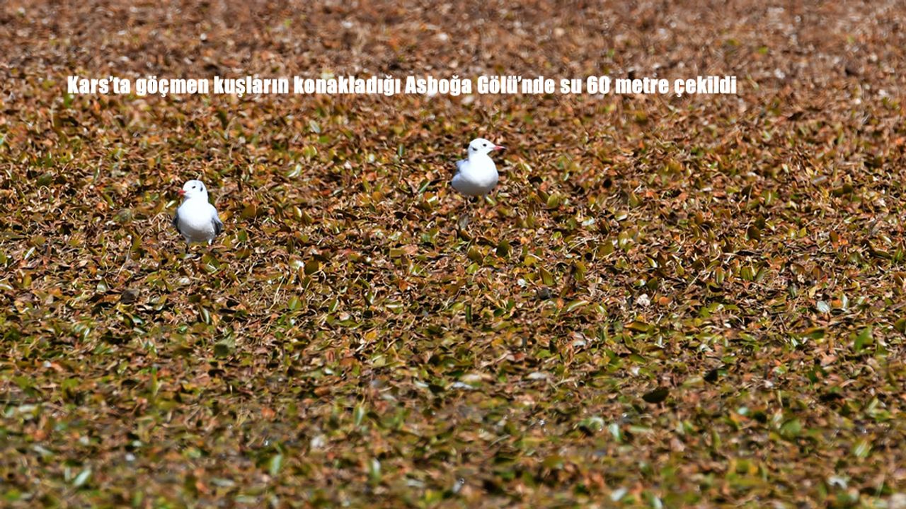 Kars'ta göçmen kuşların konakladığı Asboğa Gölü'nde su 60 metre çekildi