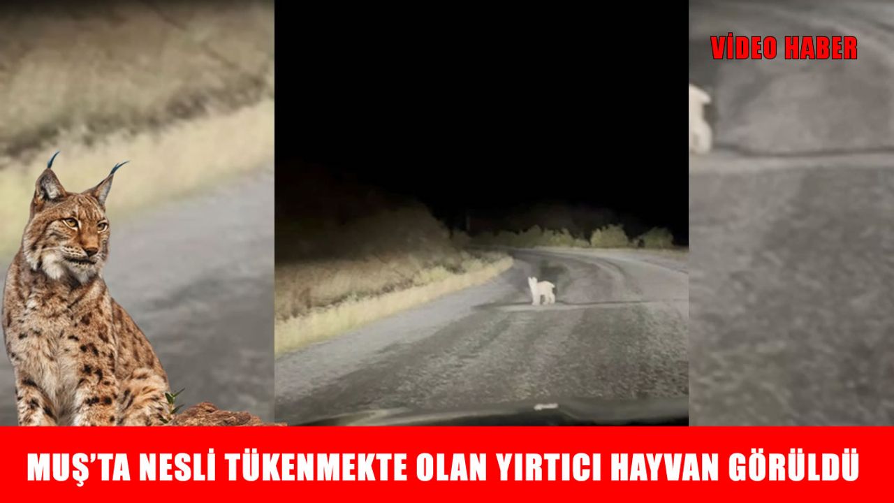 Muş’ta ormanların hayaleti vaşak kameralara yansıdı
