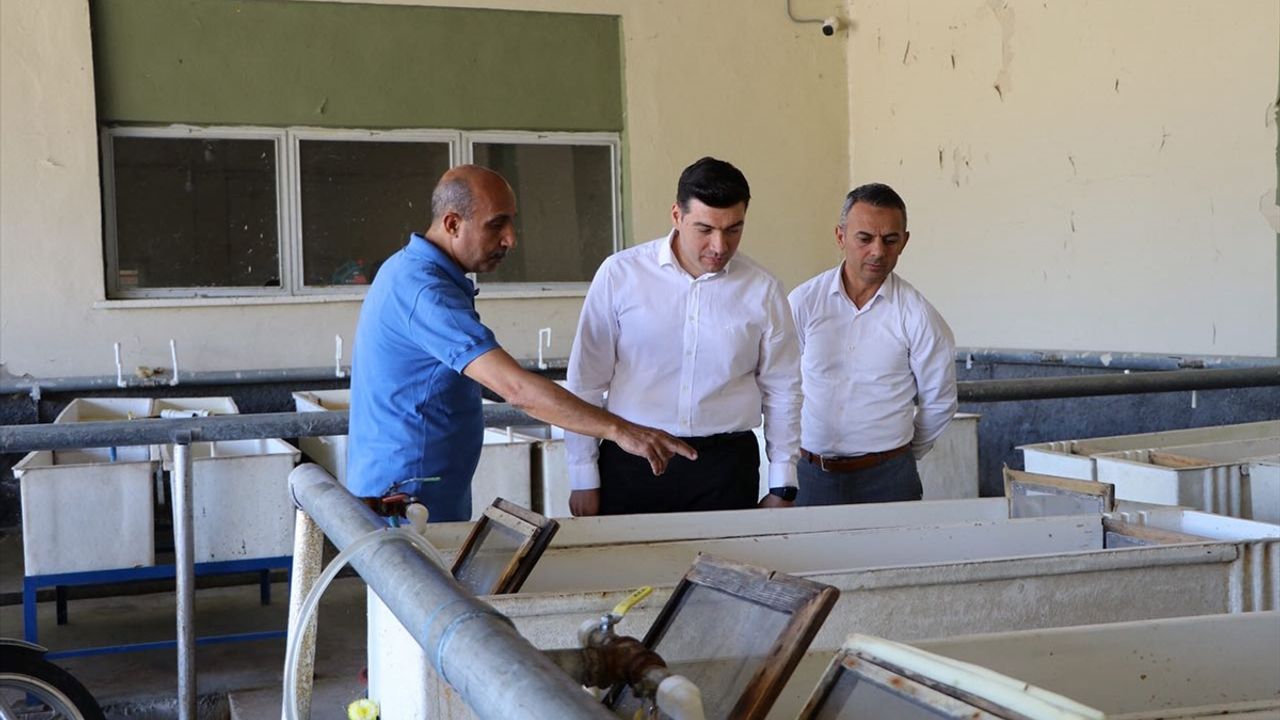 Keban Kaymakamı Atalık, Keban Balıkçılık ve Su Ürünleri Üretim Tesislerini ziyaret etti