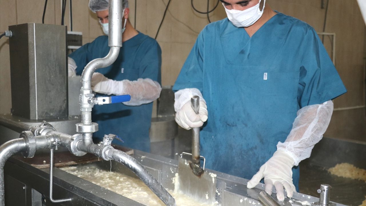 Ağrı'da kurulu tesiste günlük 20 ton süt kaşar peynirine dönüşüyor