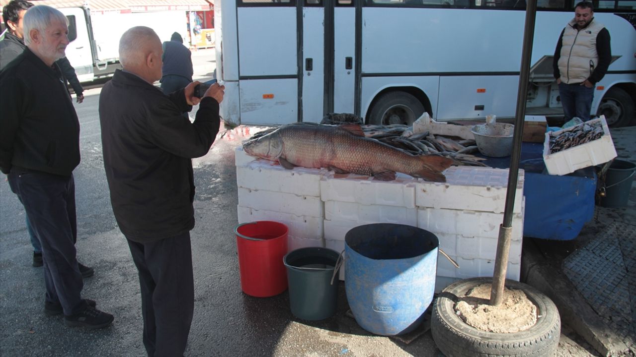  Karasu Nehri'nde 55 kilogram ağırlığında turna balığı yakalandı