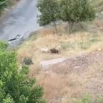 Elazığ’da sokak köpekleri keçi sürüsüne saldırdı: 2 keçi telef oldu