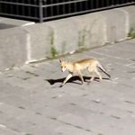 Şehre inen tilki böyle görüntülendi