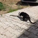 Elazığ’da kediyle yılanın kavgası kameraya yansıdı