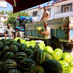 Doğallığıyla damaklarda iz bırakan Hıdıroz Karpuzu tezgahlarda yerini aldı