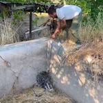 Elazığ’da sulama havuzuna düşen oklu kirpi kurtarıldı