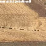 Tunceli’de domuz sürüsü görüntülendi