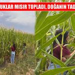 Muş’ta koruma altındaki çocuklar mısır topladı