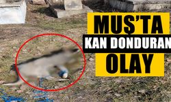 Muş’ta mezarlıkta işkence edilen köpek şoku!