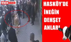 Kaçan inek Hasköy'ü birbirine kattı