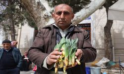 Doğal antibiyotik ‘çiriş otu' tezgahlarda yerini aldı
