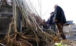 Erzincan'da meyve fidanı satışı başladı