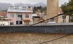 Tunceli’de dağ keçileri tarihi caminin ve evlerin çatılarında görüntülendi