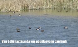 Yağışların Bereketiyle Kuşlar Üremede Zirve Yaptı