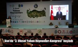 Anadolu Parsı Yıllar Sonra İlk Kez Kamerada Görüldü