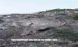 Dağ Keçileri Harput’ta Panik Yarattı: Tehlike Anbean Kamerada