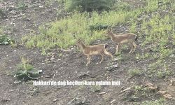Hakkari’de Dağ Keçileri Kara Yoluna İndi: Vatandaşlar Büyük İlgi Gösterdi