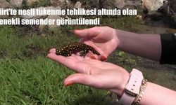Siirt’te Nesli Tükenme Tehlikesi Altında Olan Benekli Semender Görüntülendi