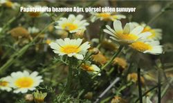 Ağrı İlkbahar Mevsimiyle Birlikte Papatyalarla Şenlendi