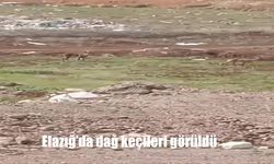 Koruma Altındaki Dağ Keçileri Bu Kez Yerleşim Alanına Yakın Görüld