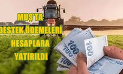 Muşlu çiftçiler dikkat: Buzağı desteği  ödemeleri başladı